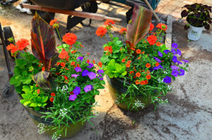 Container Gardening prepared by Johnston's Greenhouse