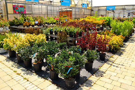 a selection of shrubs at the Johnston's Greenhouse Garden Centre