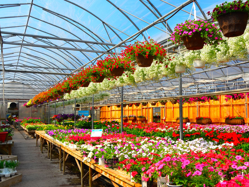 Johnston's Greenhouse Garden Center 